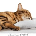 819现场开奖直播全程高清实况转播 8k6uls1