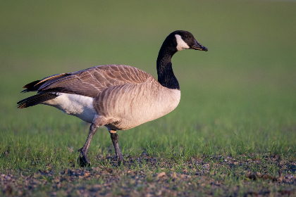 NBA火箭对灰熊直播:西部强强对话引爆常规赛焦点战 NBA火箭对灰熊直播:西部强强对话引爆常规赛焦点战